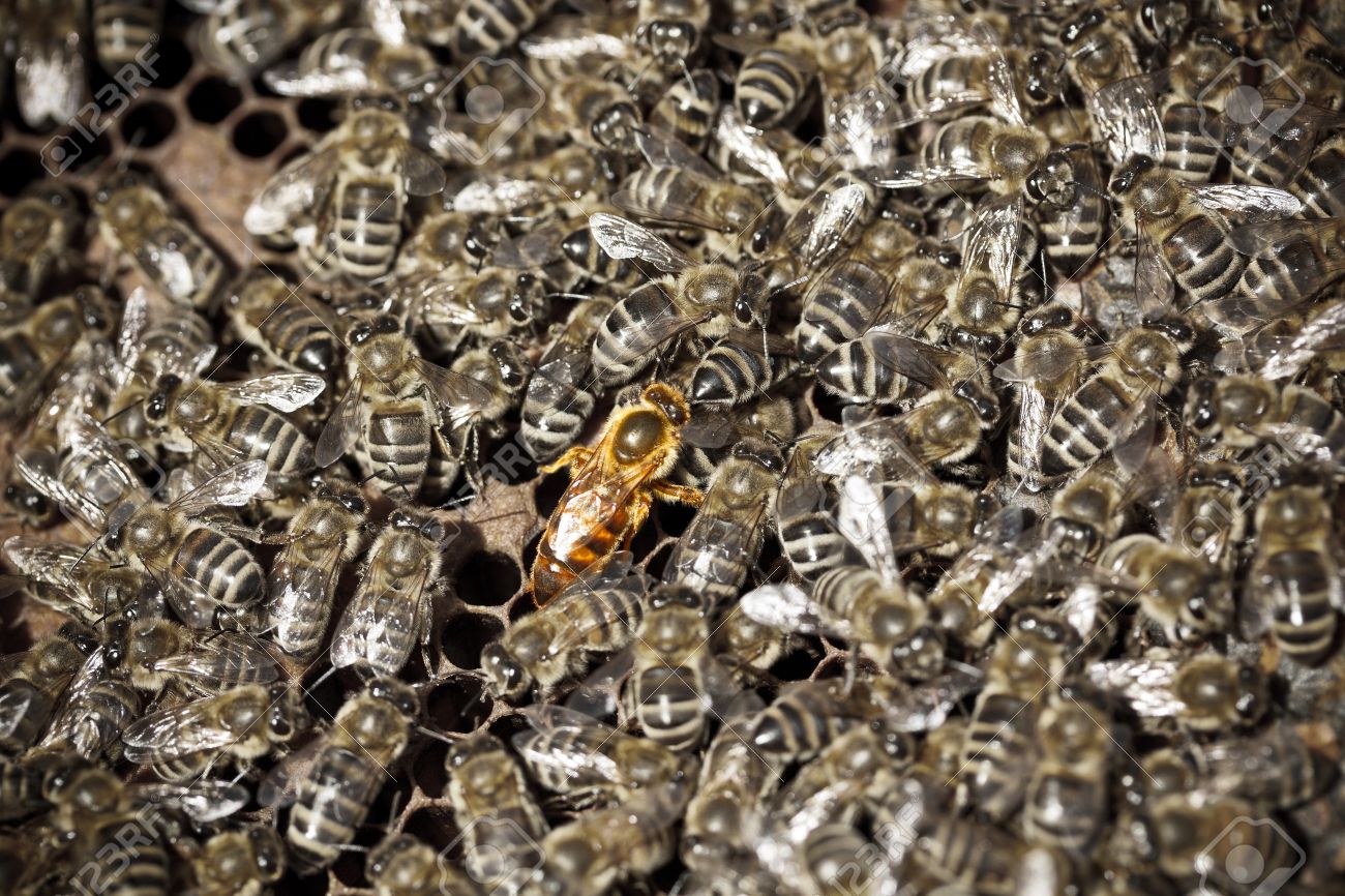 فرمونات ملكة النحل و أهميتها في تنظيم حياة طائفة نحل العسل