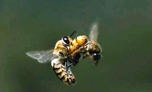 التلقيح الطبيعي لملكة النحل اثناء الطيران