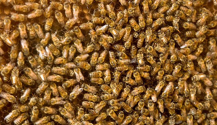 شغالات طائفة النحل 