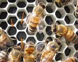 طريقة وضع ملكة النحل البيض داخل النخروب الشمعي
