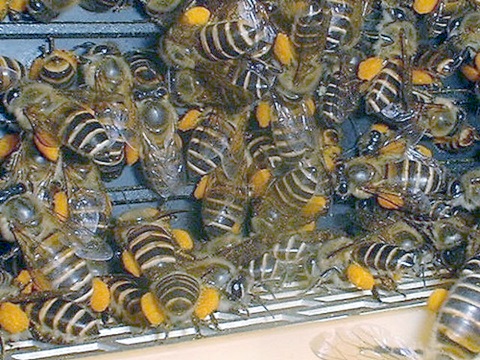 نحلة العسل جمع غبار الطلع