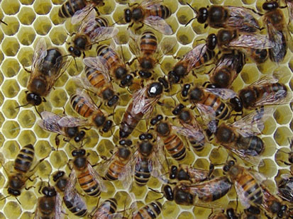 ملكة النحل تمارس نشاطها في وضع البيض و ممارسة وظائفها