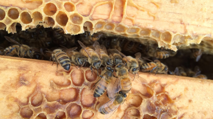 نقل الرحيق بين شغالات النحل السارح و المنزلي