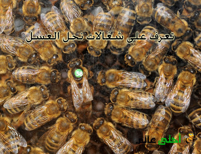 شغالات نحل العسل, العسل, نحلة العسل, موقع نحلة, انواع النحل