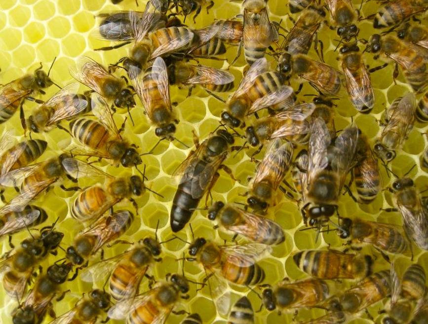 سلالات نحل العسل السنجابي الكرينيولي