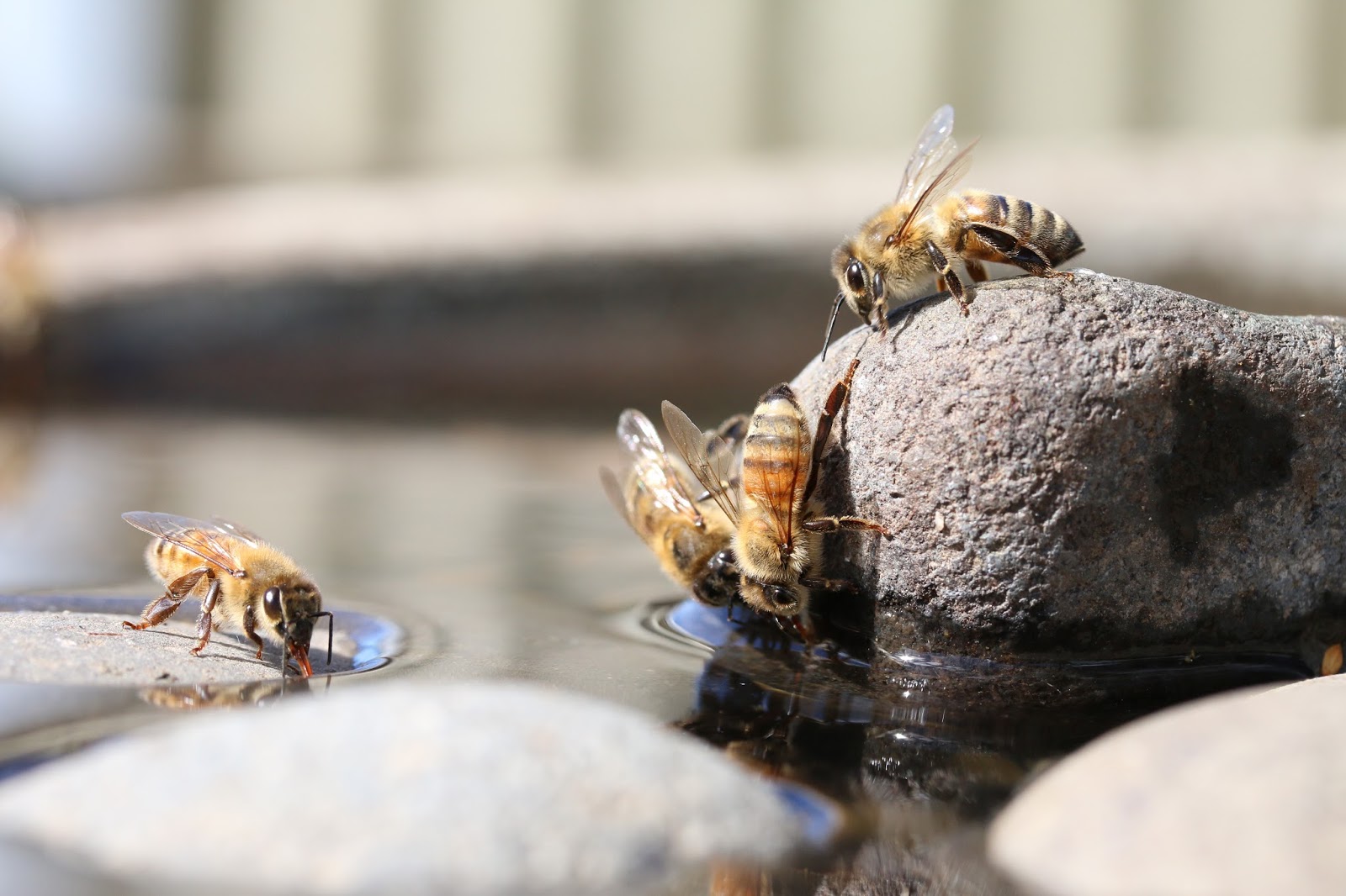 شغالة النحل الصهريج عند جمعها للماء 
