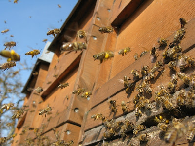 عودة شغالات النحل الى خليتها بعد امتلاء سلة حبوب اللقاح بغبار الطلع 