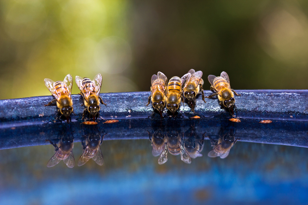 تخزين النحل للماء طرقه و استخدامه و جمع الماء من المصادر الطبيعية 