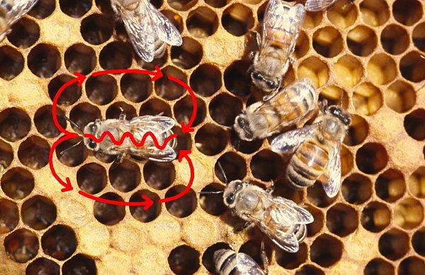 لغة تواصل النحل داخل طائفة النحل طرقها و انواعها لغة الرقص