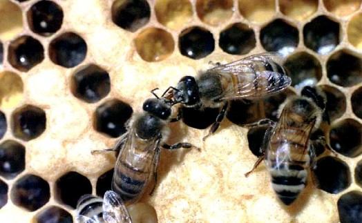رقص النحل التنظيفي حيث تنظف الشغالات بعضها البعض