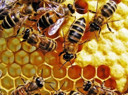 طريقة جمع و افراغ النحل للماء