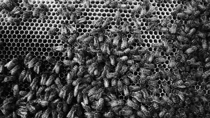 سلالات نحل العسل الاسود الاوروبي و الافريقي