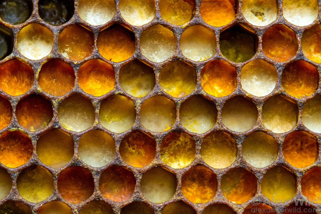 الفيتامينات مليئة في خلية النحل لتواجدها بكثرة في غبار الطلع