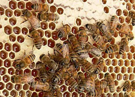 الأنزيمات الموجودة بالعسل منشأها أهميتها بالتغذية و العلاج و دورها بالعسل