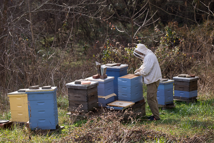 فحص طوائف النحل من الاعمال النحلية في الربيع المبكر