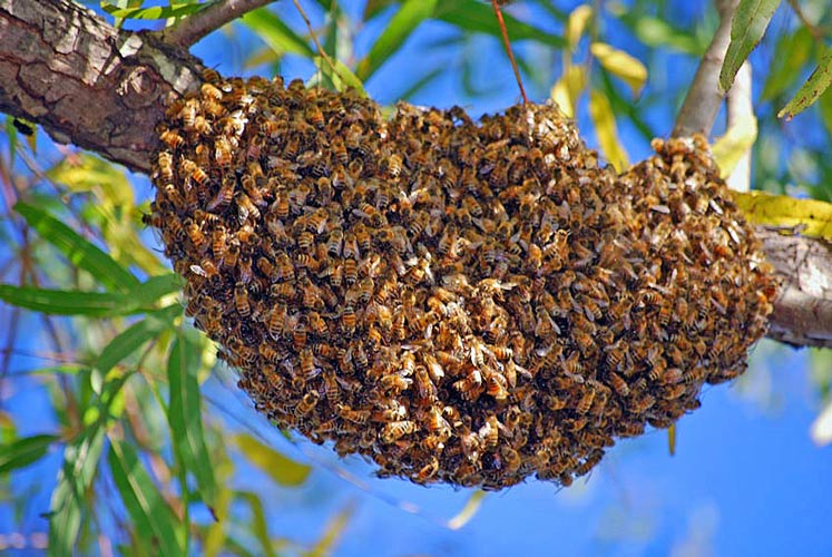 علامات تطريد النحل,ظاهرة تطريد النحل,تطريد النحل,تقسيم النحل,ملكة النحل,