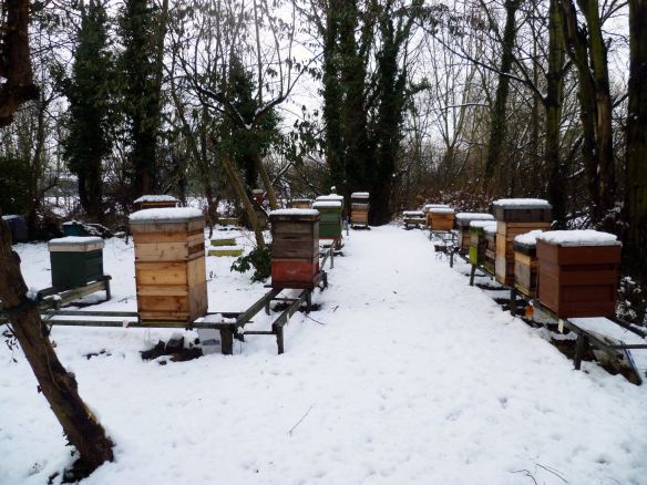 الأعمال النحلية في الشتاء التي يقوم بها النحال لاحظ خلايا النحل مغطاة بالثلج