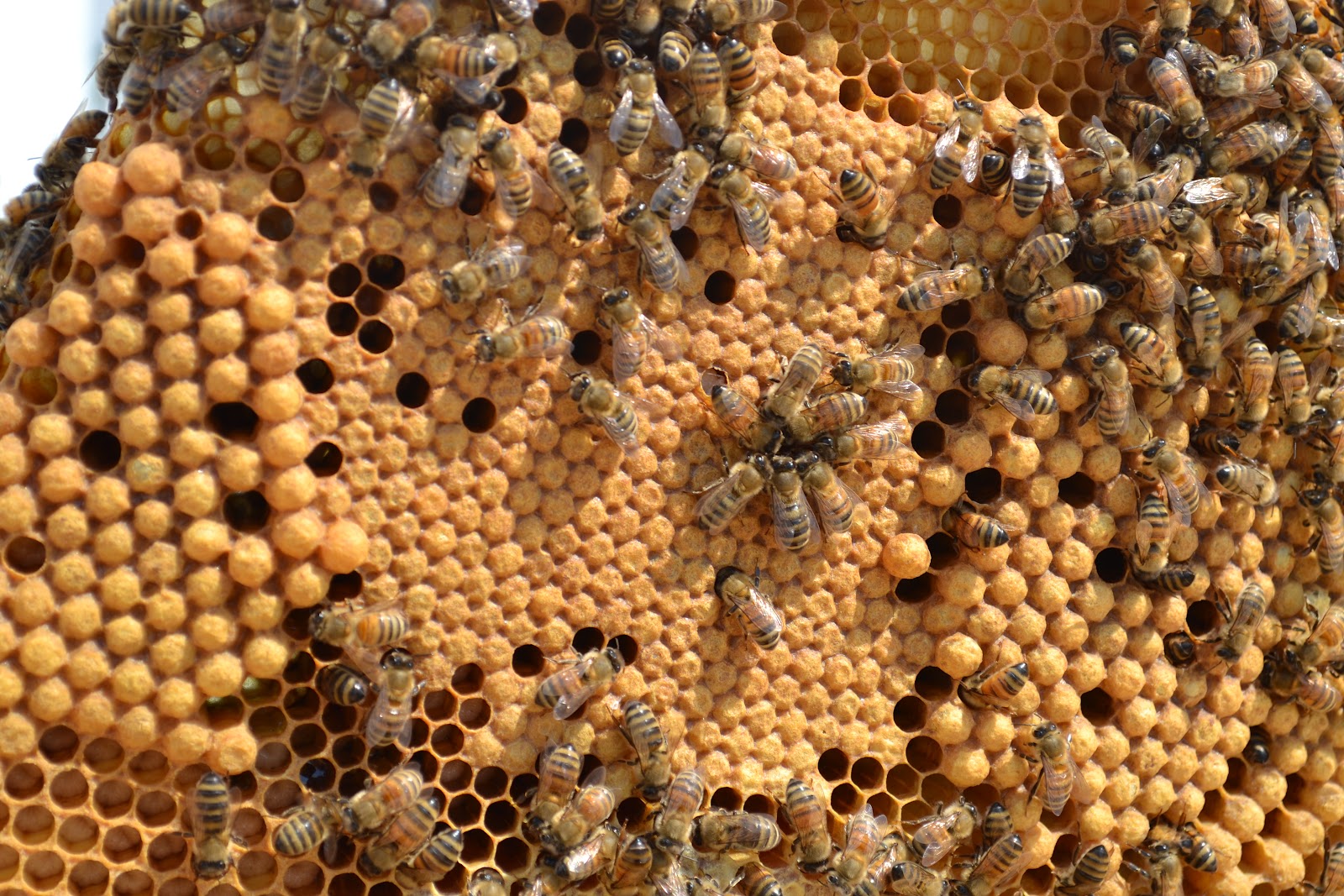 حضنة ذكر النحل و دورة حياته