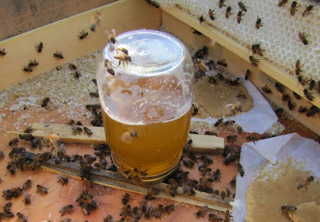 تغذية النحل بالمحاليل السكرية أهم الإجراءات والاحتياطات المتبعة