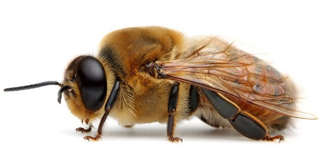 ذكر النحل دورة حياته شكله الخارجي سلوكه الاجتماعي وظائفه و طريقة تأديتها