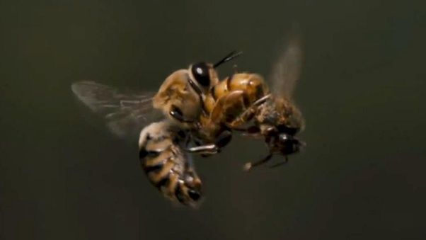 ذكر النحل أثناء تلقيحه الملكة و هو يطير في الهواء 