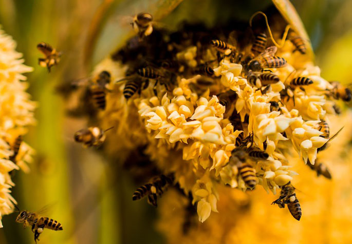 تغذية طوائف النحل كاندي فغبار الطلع المصدر البروتيني الوحيد المعتمد في غذاء النحل