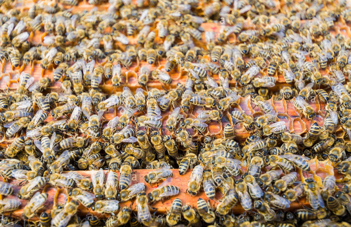 إيقاف التطريد في المناحل لاحظ ازدحام النحل في الخلية