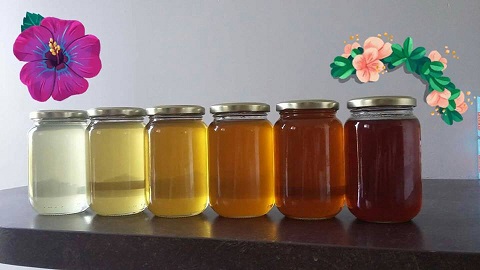 لوان العسل,لون العسل,العسل,منتجات النحل,عسل النحل,فوائد العسل,أنواع العسل, الرحيق,العسل الجبلي,عسل السدر,عسل الكستناء,عسل القطن