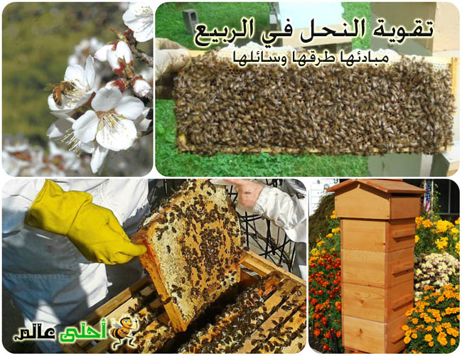 النحل في الربيع, تقوية النحل في الربيع ,مبادئ تقوية النحل, كيف أقوي الخلية, تقوية خلايا النحل, النحل, تربية النحل, طرق تربية النحل, طرق تقوية النحل, أحلى عالم, موقع نحلة, وسائل تربية النحل,