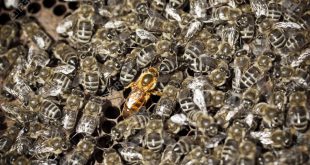 فرمونات ملكة النحل و أهميتها في تنظيم حياة طائفة نحل العسل