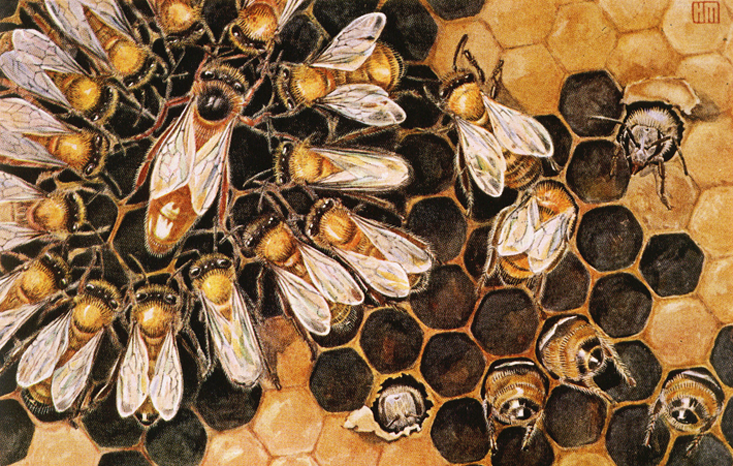 ملكة النحل ميزاتها صفاتها و دورة حياتها و نمط معيشتها