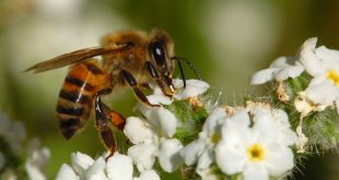 شغالة نحل العسل اهم افراد طائفة النحل