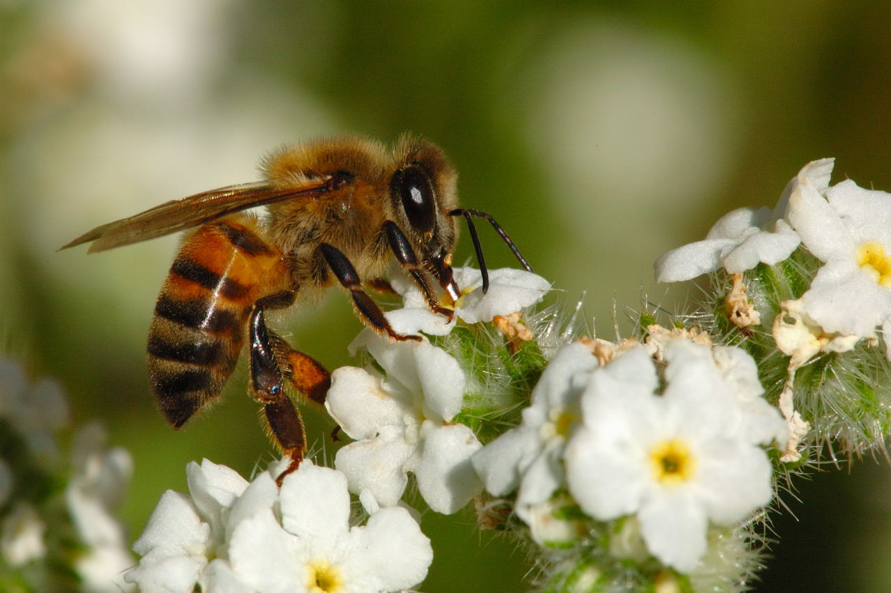 شغالة نحل العسل اهم افراد طائفة النحل