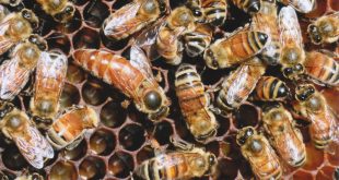 وضع ملكة النحل البيض أنواعه آليته مواصفاته والعوامل المؤثرة فيه
