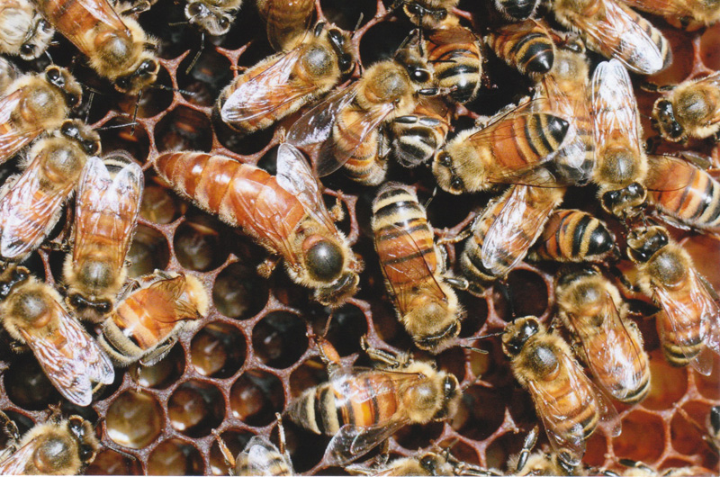 وضع ملكة النحل البيض أنواعه آليته مواصفاته والعوامل المؤثرة فيه