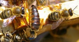 التلقيح الطبيعي لملكة النحل والانتخاب الطبيعي ضمان لبقاء النحل و تطوره