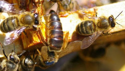 التلقيح الطبيعي لملكة النحل والانتخاب الطبيعي ضمان لبقاء النحل و تطوره
