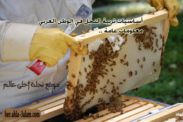 تربية النحل في الوطن العربي معلومات عامة