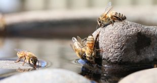 شغالة النحل الصهريج عند جمعها للماء