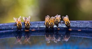 تخزين النحل للماء طرقه و استخدامه و جمع الماء من المصادر الطبيعية