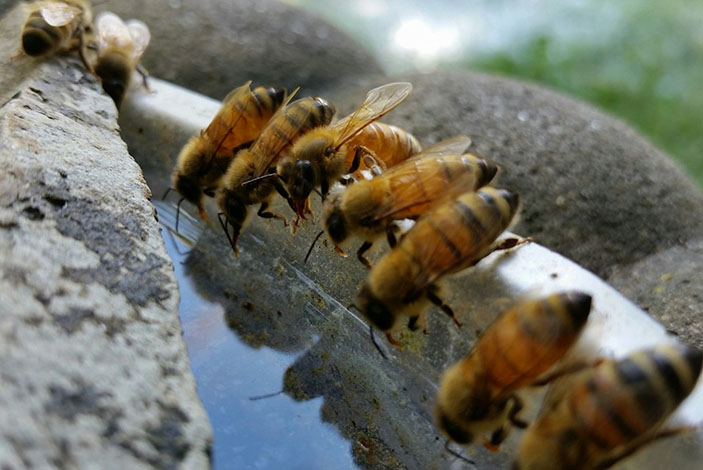 جمع النحل للماء و الوظائف الأساسية للماء في حياة النحل