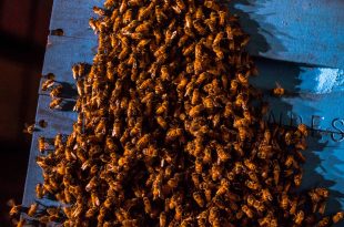 سلالات نحل العسل الاصفر الاوروبي