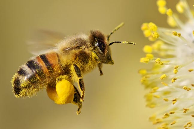 حبوب اللقاح تجمعه شغالات النحل من اجل حياة خليتها