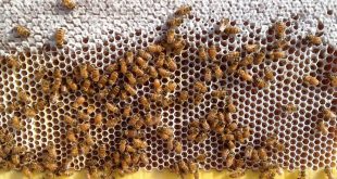 الأحماض بالعسل منشأها من مفرزات النحلة
