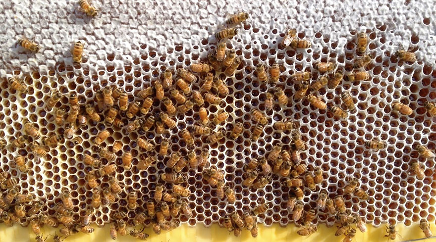 الأحماض بالعسل منشأها من مفرزات النحلة