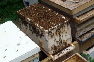 أهداف فحص طوائف النحل أو الكشف عليها متباينة و متعددة