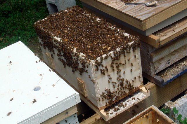 أهداف فحص طوائف النحل أو الكشف عليها متباينة و متعددة