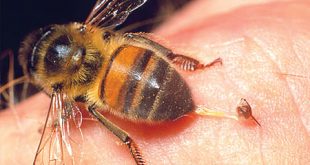 سم النحل لونه وصفاته مكوناته مصدره اهم المركبات الاساسية فيه