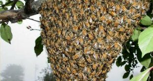 أنواع طرود النحل و أشكالها وطريقة خروجها و الأسباب الدافعة لها