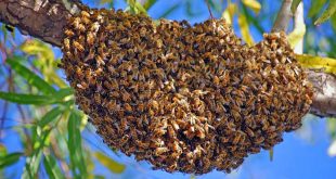 علامات تطريد النحل,ظاهرة تطريد النحل,تطريد النحل,تقسيم النحل,ملكة النحل,